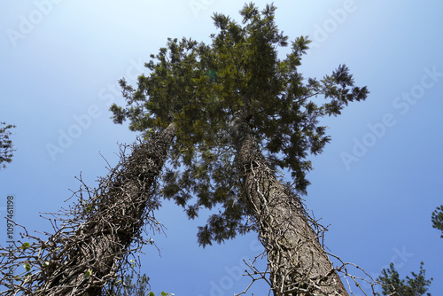Tall trees and blue sky background. Majestic high trees at Hill station in Yercaud, Tamilnadu.