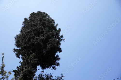 Tall trees and blue sky background. Majestic high trees at Hill station in Yercaud, Tamilnadu.