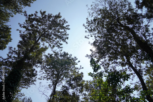 Tall trees and blue sky background. Majestic high trees at Hill station in Yercaud, Tamilnadu.