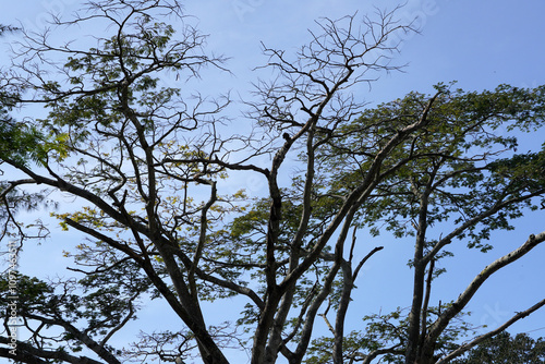 Tall trees and blue sky background. Majestic high trees at Hill station in Yercaud, Tamilnadu.