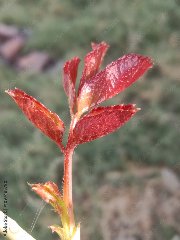 Young Red leaves of Rose plant or rosa indica red leaves pattern Young Red leaves of Rose plant or rosa indica red leaves pattern