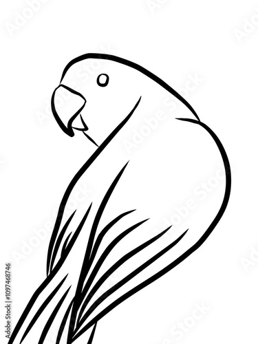 parrot on white background