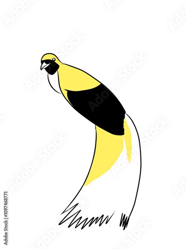 illustration of bird of paradise