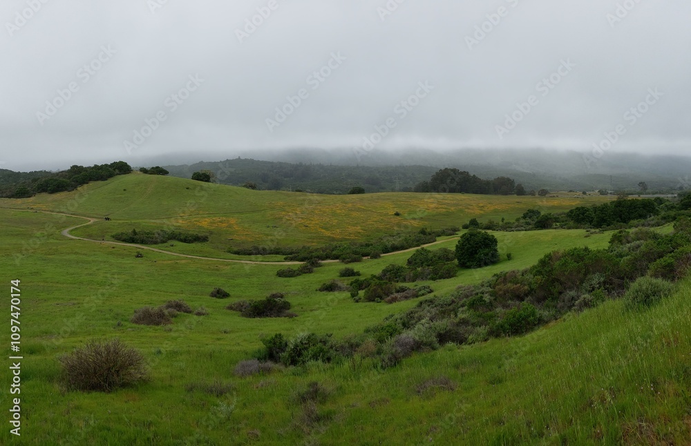 Obraz premium Foggy Hillside with Wildflower Fields