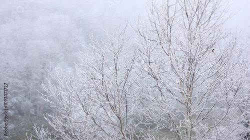 Wallpaper Mural frost and snow covered trees in winter, snow falling in forest Torontodigital.ca