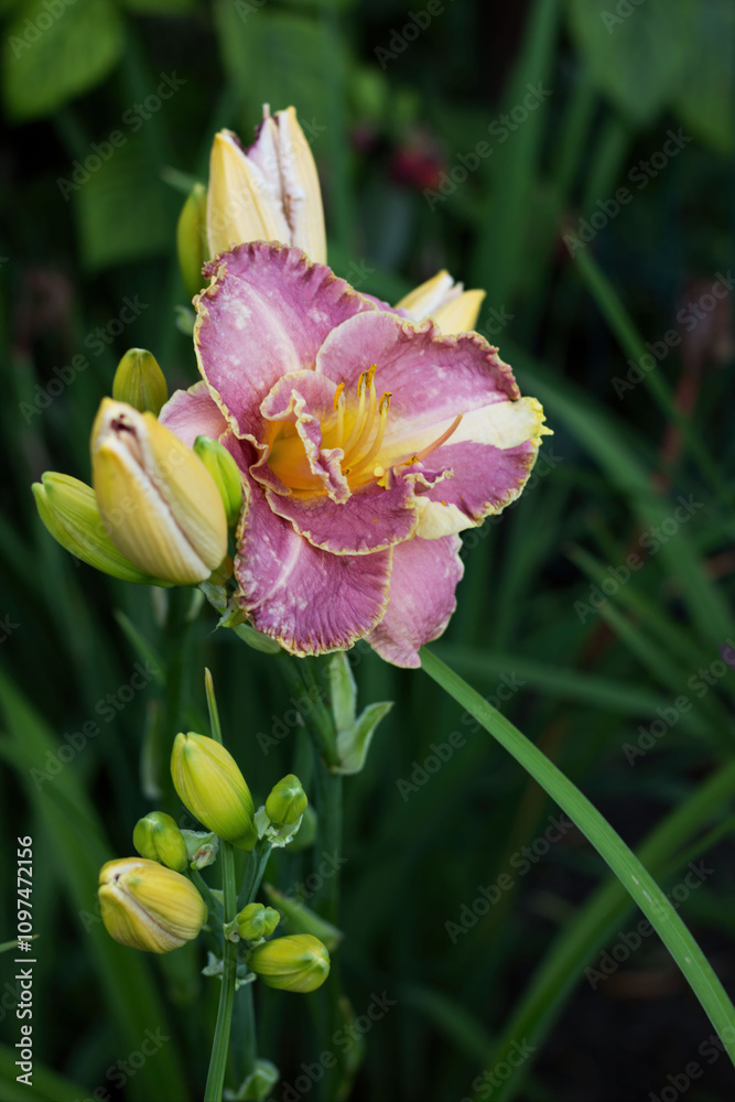 Vibrant pink and yellow daylily blooms in a lush garden during the growing season Vibrant pink and yellow daylily blooms in a lush garden during the growing season
