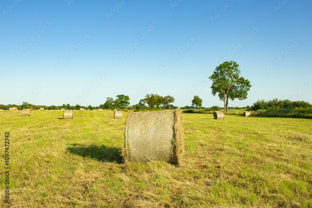 Rural landscape with hay bales under clear blue sky during sunny daytime in the countryside Rural landscape with hay bales under clear blue sky during sunny daytime in the countryside