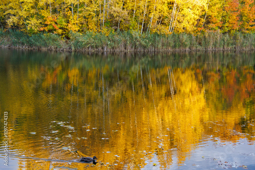 autumn trees reflected in water