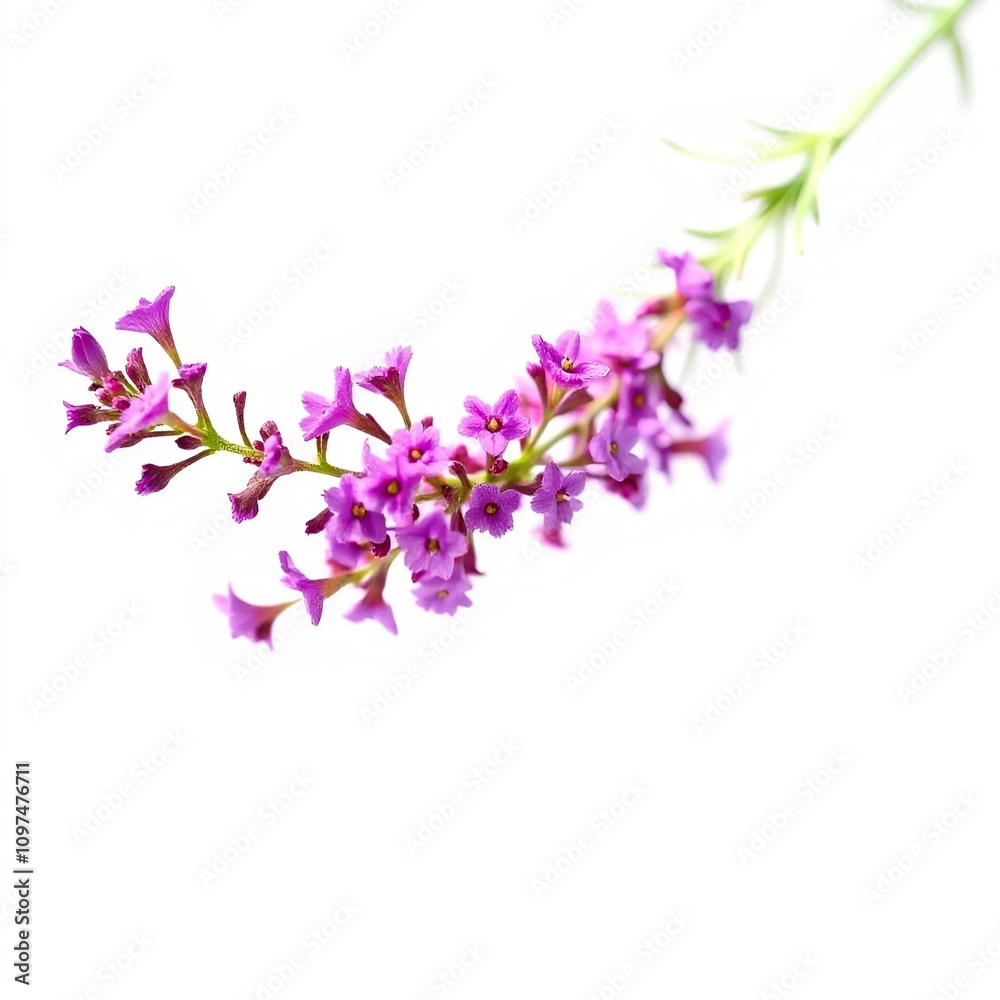 flowers isolated on white flowers isolated on white