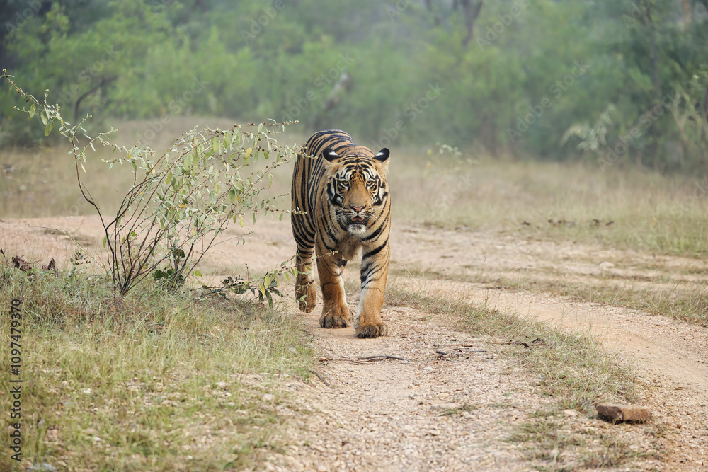 Fototapeta premium One of the Most Bold and Ferocious Majestic Male Tiger head on shot while walking in the forest area at Tadoba National Park, Maharashtra, Indian Royal Bengal Tiger, panthera Tigris. This Photo can be
