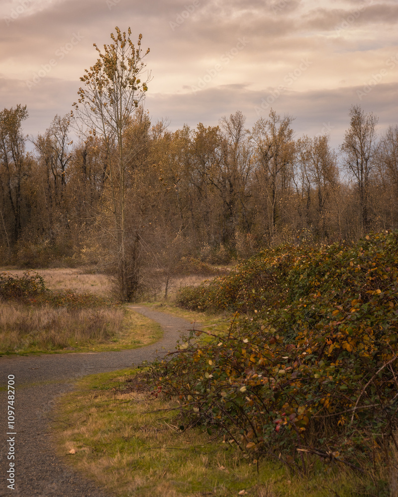 Fototapeta premium Autumn morning at thousand acres dog park, Columbia River Gorge, Oregon