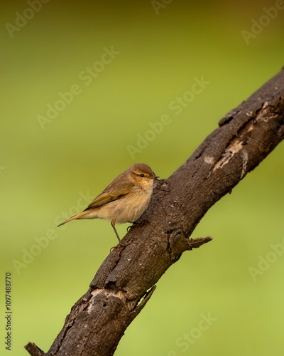 common chiffchaff or Phylloscopus collybita or leaf warbler perhed on branch at keoladeo national park bharatpur bird sanctuary rajasthan india during winter migration photo