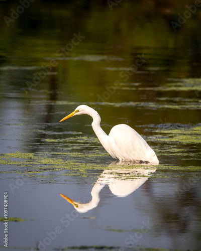 great egret or ardea alba at keoladeo national park forest bird sanctuary bharatpur rajasthan india with reflection in shallow water wetland in isolated black background in peak winter season safari photo