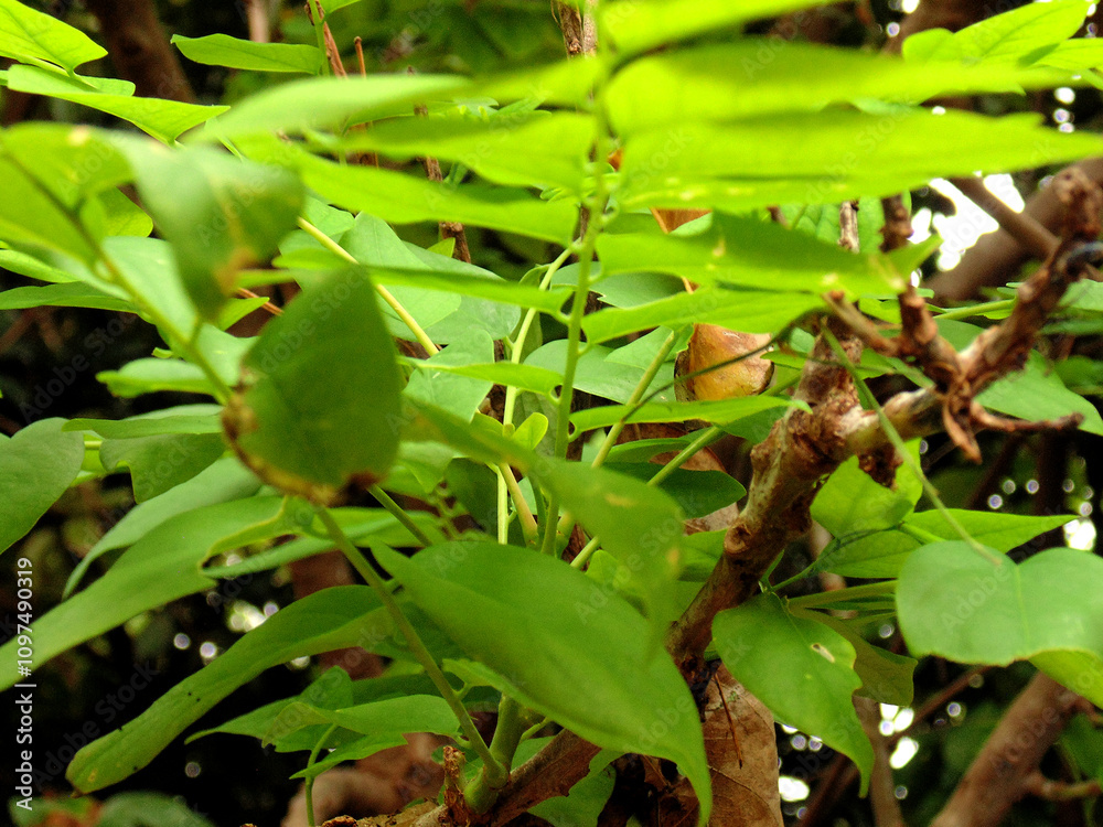 Leaves in the garden Leaves in the garden