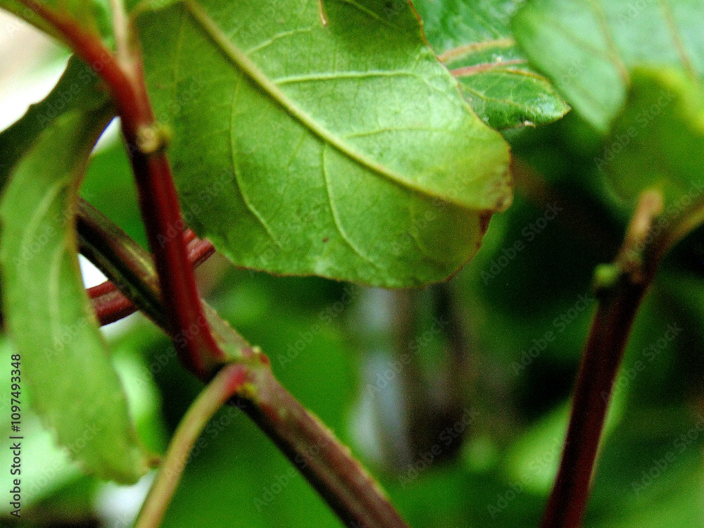 Passion fruit plant leaf closeup Passion fruit plant leaf closeup