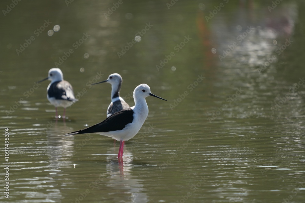 The candle-throated bird is looking for food. The candle-throated bird is looking for food.