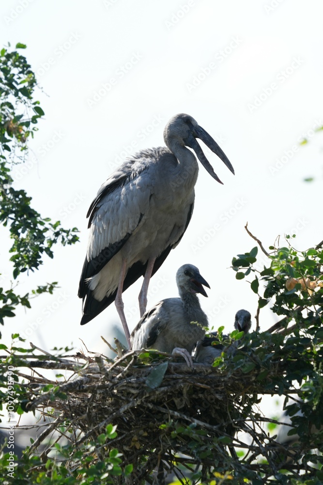 A white-throated eagle bird at the Bangkok Open Zoo, Thailand. A white-throated eagle bird at the Bangkok Open Zoo, Thailand.