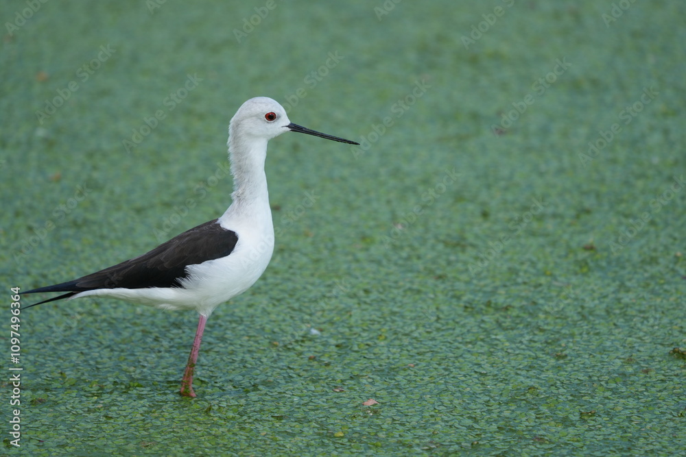 The candle-throated bird is looking for food. The candle-throated bird is looking for food.
