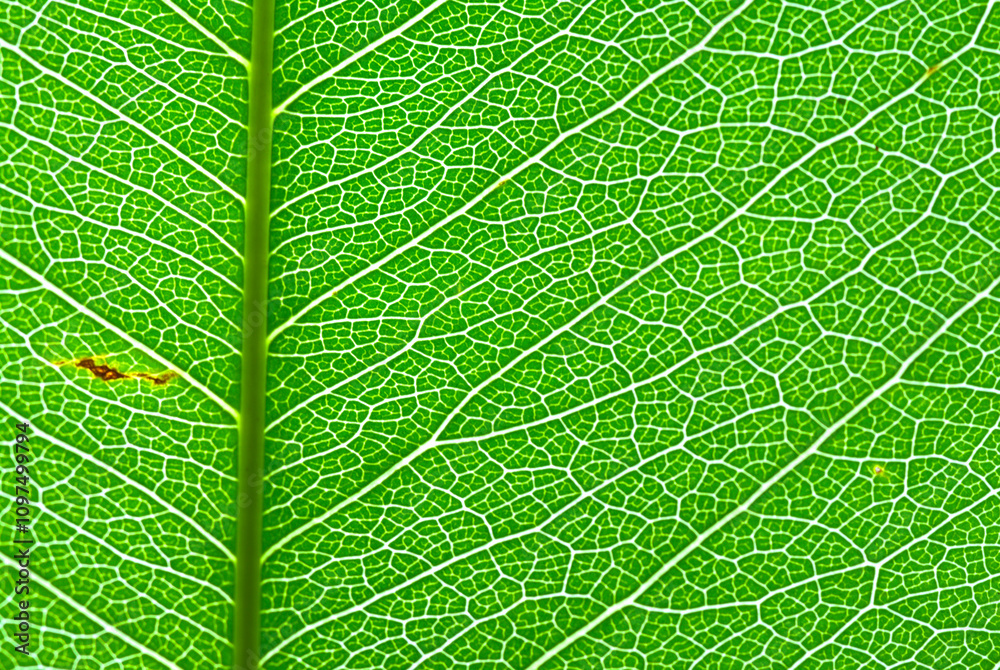 Close-up of green leaf veins. Close-up of green leaf veins.