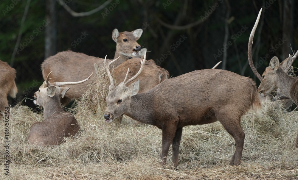 Deer at the Bangkok Open Zoo, Thailand Deer at the Bangkok Open Zoo, Thailand