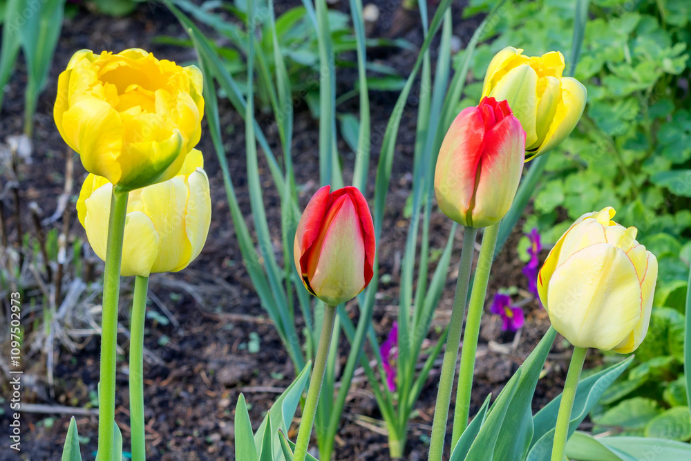 Spring multi-colored tulips in a flower bed in the garden. Spring multi-colored tulips in a flower bed in the garden.