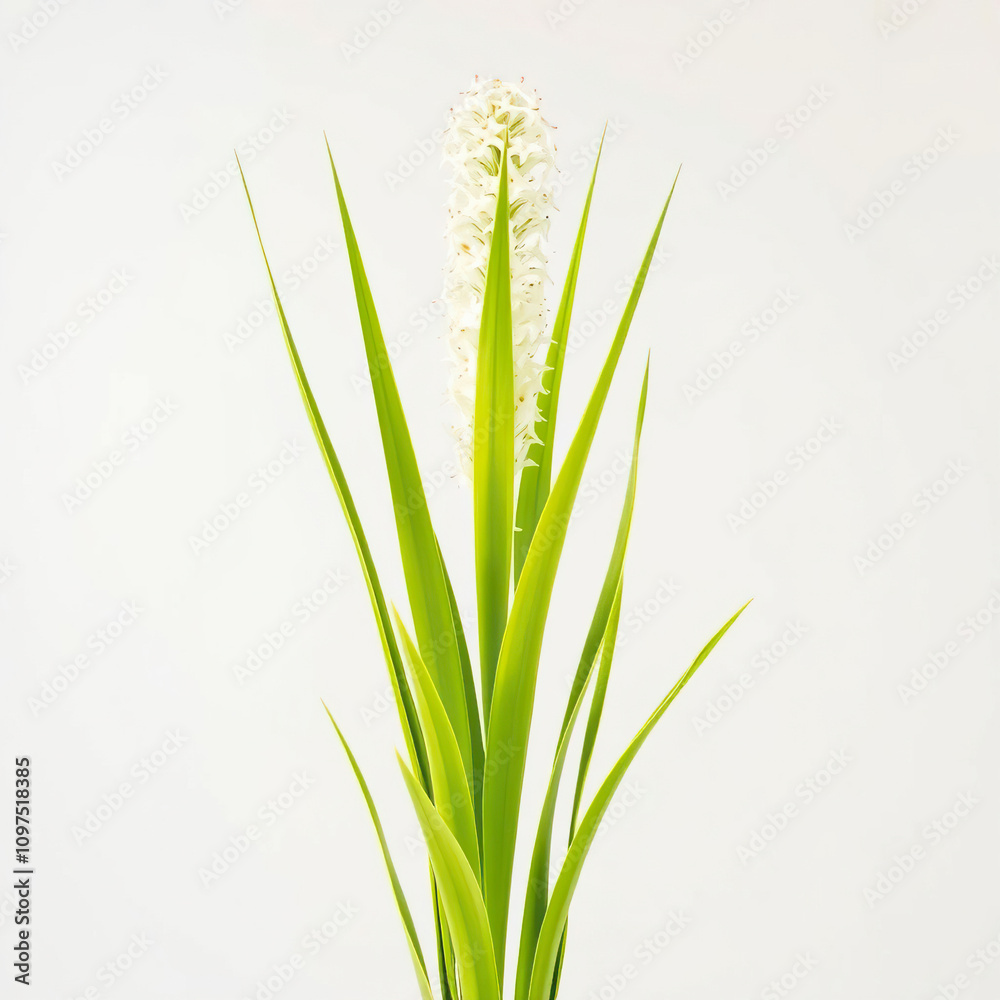 Fototapeta premium Spanish dagger plant with long green leaves and white inflorescences in bloom, botany, evergreen shrub
