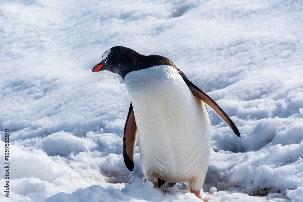 Obraz premium Close-up of a Gentoo Penguin -Pygoscelis papua- walking in a snowy landscape of Trinity Island, on the Antarctic Peninsula