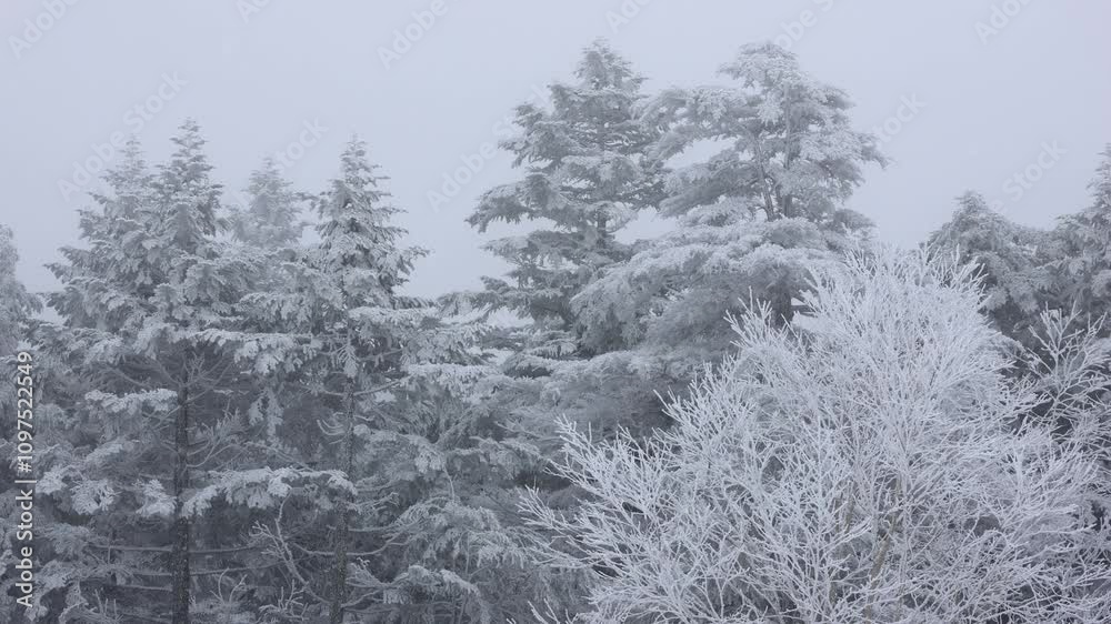 frost and snow covered trees in winter, snow falling in forest frost and snow covered trees in winter, snow falling in forest