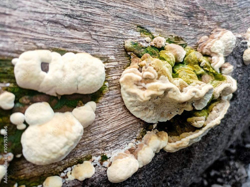 Fototapeta premium The fungus that occurs on dead trees.The amazing different types of fungi