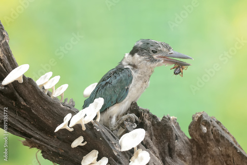 A young collared kingfisher is hunting small insects on a rotten log. This long and strong beaked bird has the scientific name Todirhamhus chloris. photo