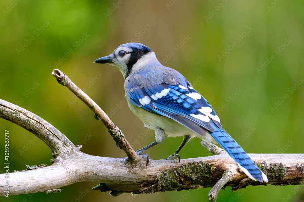 Blue Jay Perched on a Tree Branch in a Vibrant Natural Setting 3 Blue Jay Perched on a Tree Branch in a Vibrant Natural Setting 3