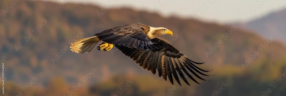 Fototapeta premium A majestic eagle soaring gracefully against a scenic backdrop.
