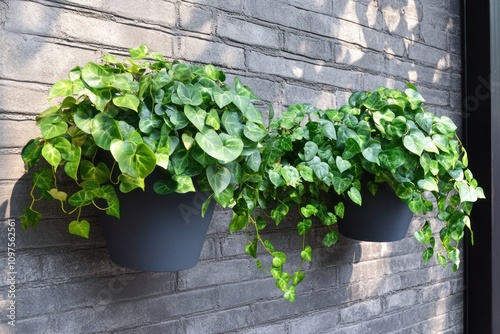 Trailing plants in self-watering pots, reducing the need for frequent watering photo