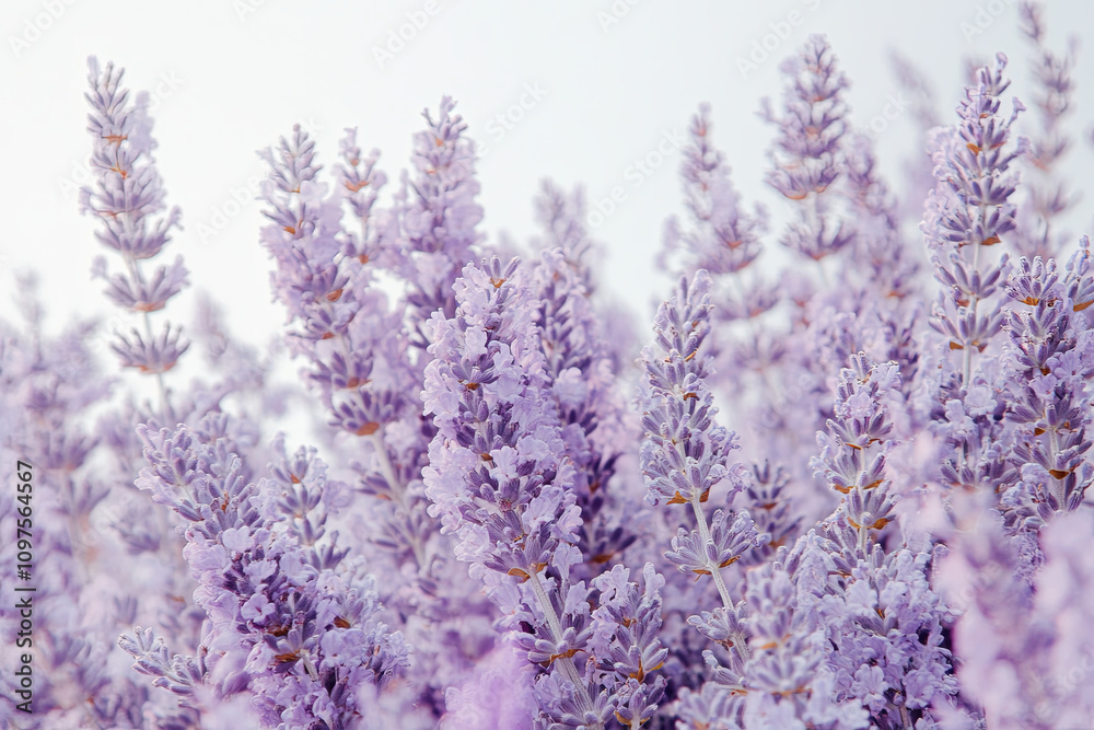 Lavender flowers on white background Lavender flowers on white background
