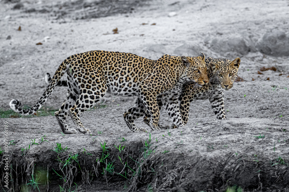 Fototapeta premium leopard with her mother on the rock