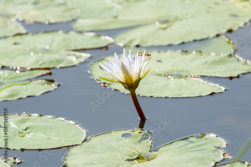 Lotus flower (Lotus, Water-lily, Tropical water-lily or Nymphaea nouchali) white and purple color, Naturally beautiful flowers in the garden