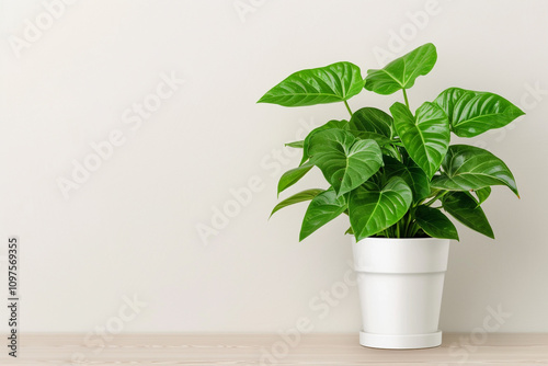 Beautiful Syngonium Plant with Arrow-Shaped Leaves