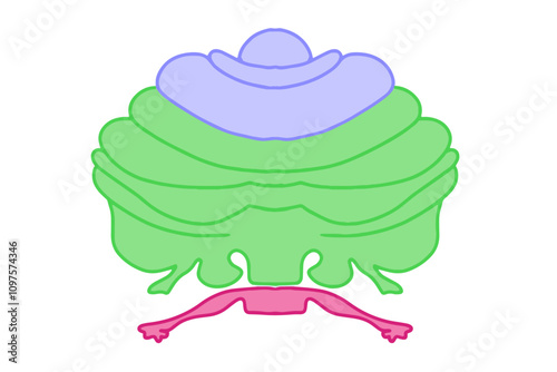 Vector illustration of a cerebellar lobe, highlighting its anatomical details and structure in a clean and precise design