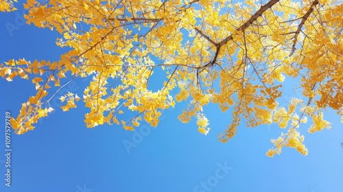 Golden autumn leaves against a vibrant blue sky.