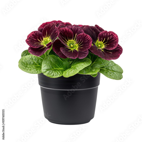 Dark Burgundy Primula Obconica in Black Pot  Blooming Flowers  Houseplant  Spring  Garden