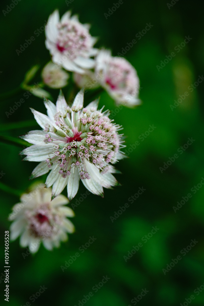 Bergblume Bergblume