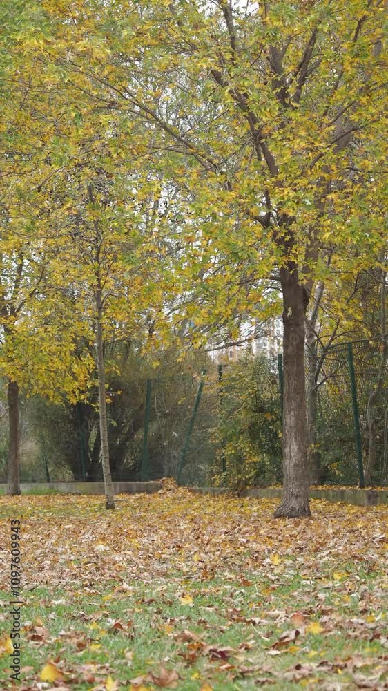 An Inviting Autumn Park Scene Showcasing Colorful Leaves and Majestic Trees All Around An Inviting Autumn Park Scene Showcasing Colorful Leaves and Majestic Trees All Around