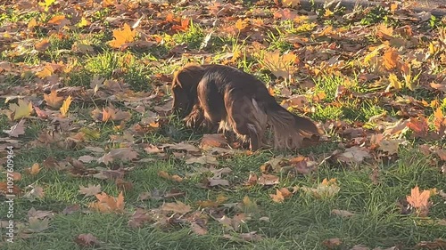 Dachshund between lives and grass in autom