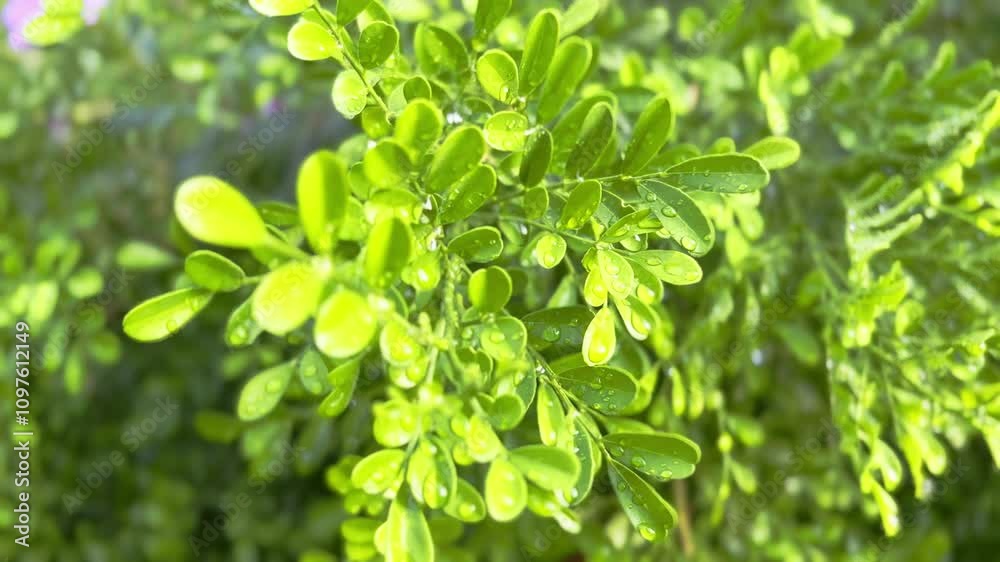 Close up of green leaves with some flowers