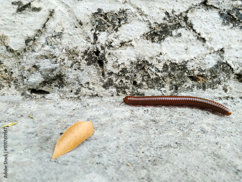 Millipedes Part 2 6
Luwing, a millipede animal, is round and red in color photo