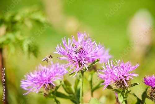 Flora of the protected areas of the Caucasus. Flowering herbs in the month of August. Bees collect nectar