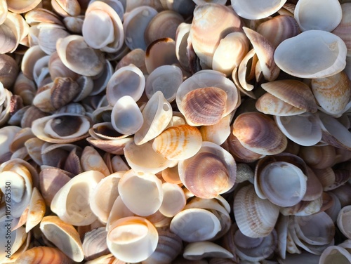 Lots of small shells,beach,see,sandtexture photo