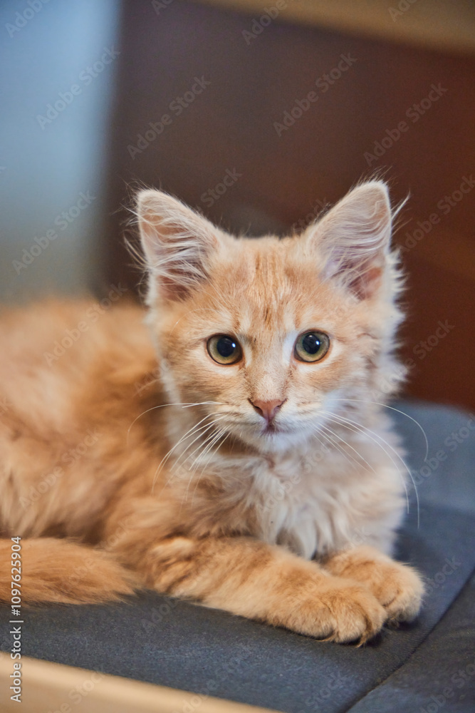 A beautiful red kitten is lying on a chair. Pets