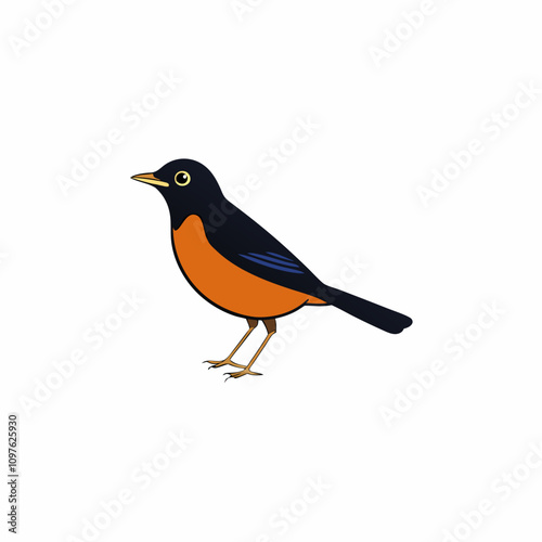 robin on white background