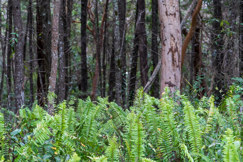 Ferns with bushland behind. Coochiemudlo Island, Queensland, Australia. 